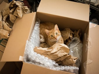 moving_cat2_getty_a-1024x768