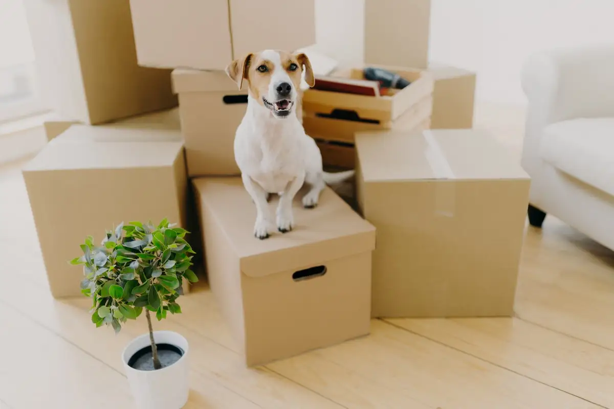 Dog-and-packing-boxes-moving-home